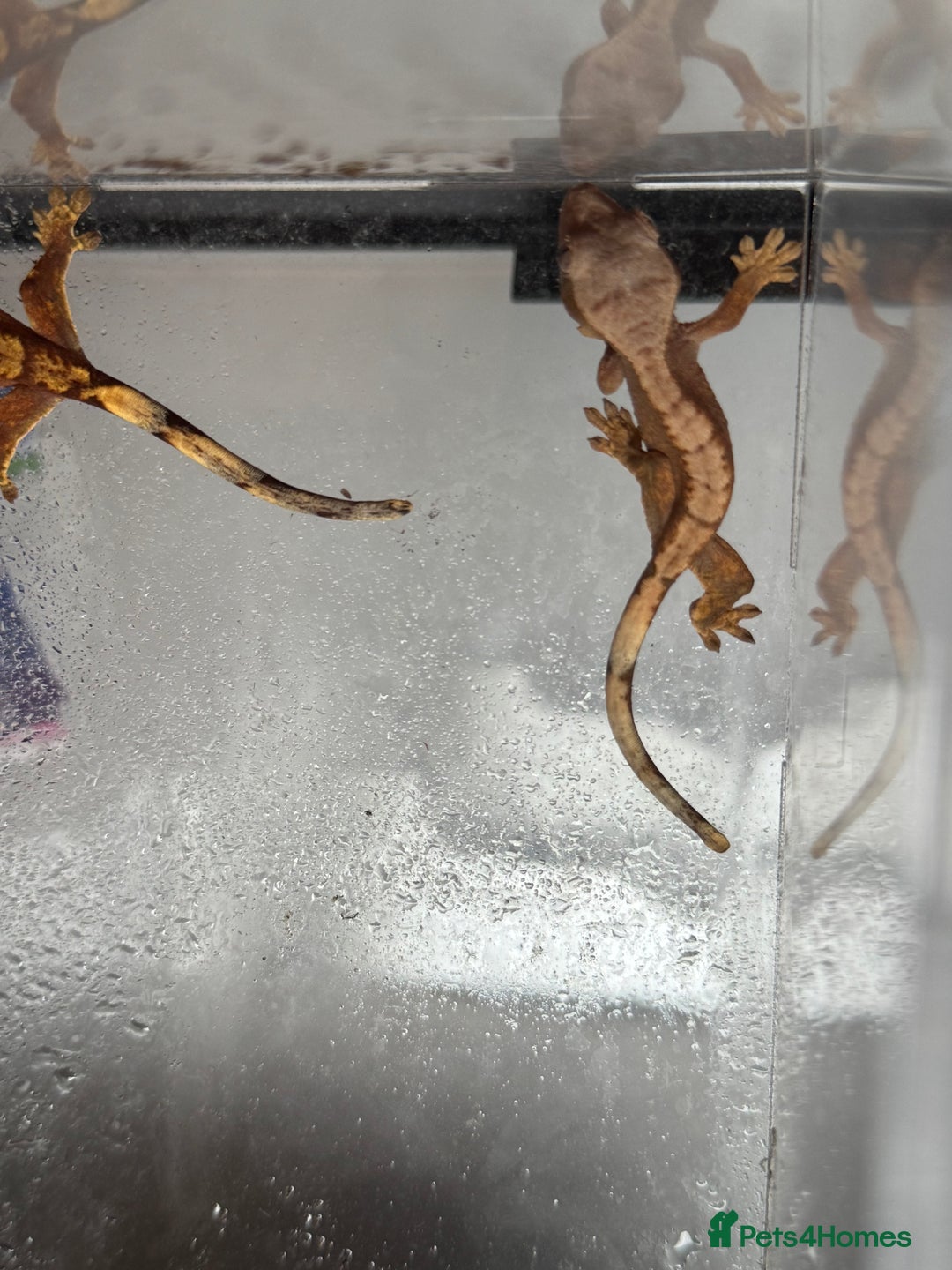 Gecko reptiles for sale: Baby Crested Geckos  - Image 3