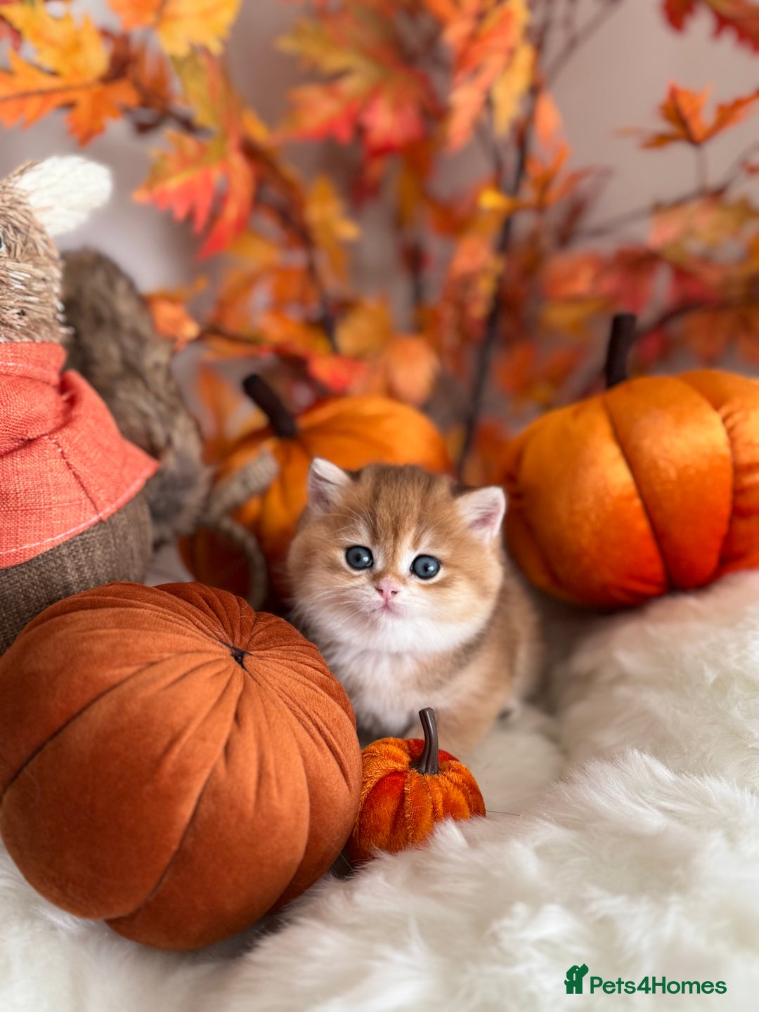 British Shorthair cats for sale: Golden British Shorthair  - Image 26