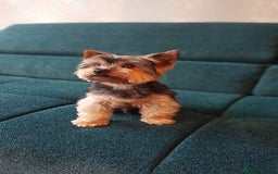 Yorkshire Terrier dogs for stud: Stud available- Miniature Yorkshire Terrier - Image 2