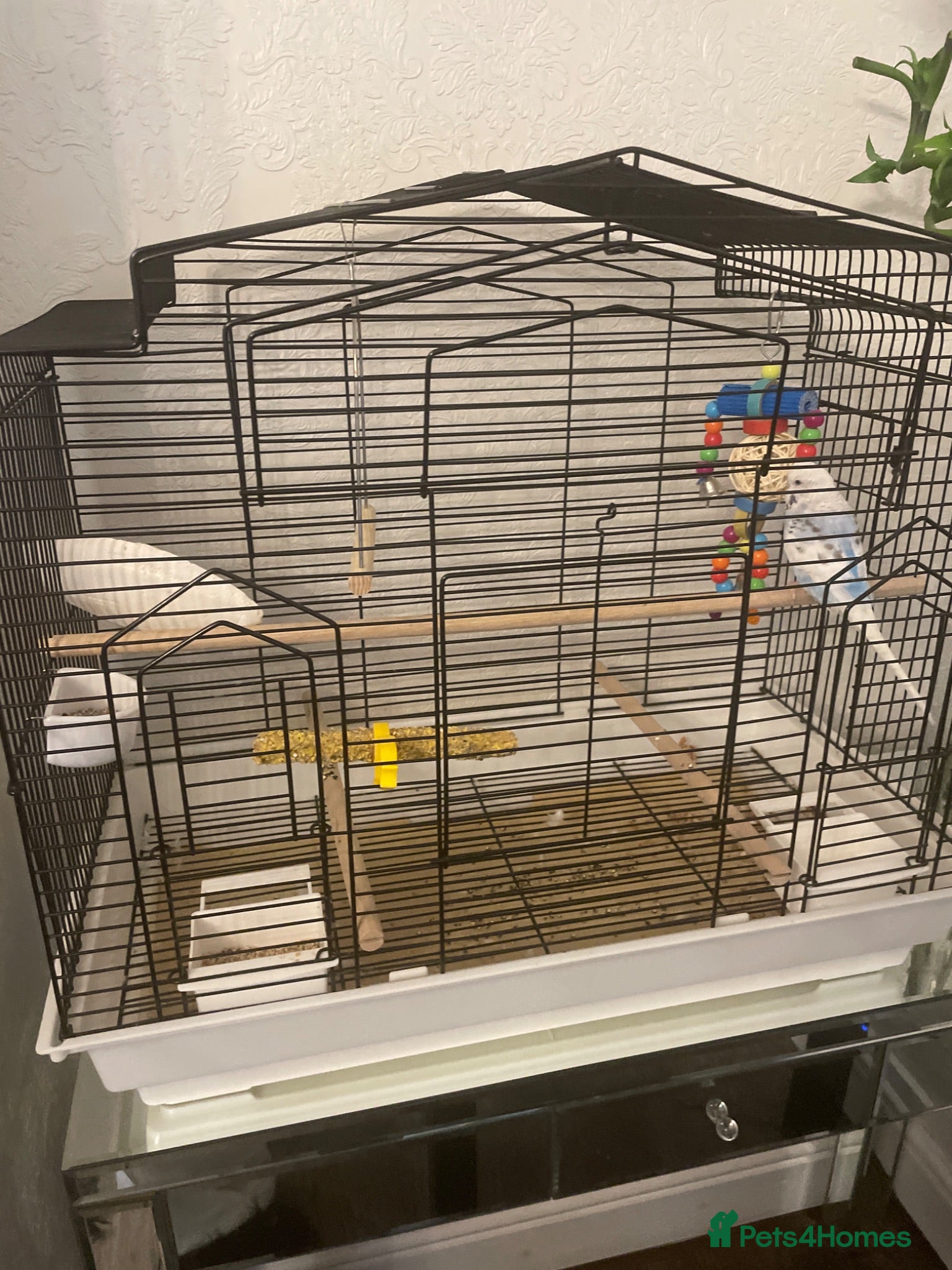 Budgerigars birds Budgie and cage  - Advert 2