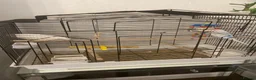 Budgerigars birds for sale: Budgie and cage  - Advert 1