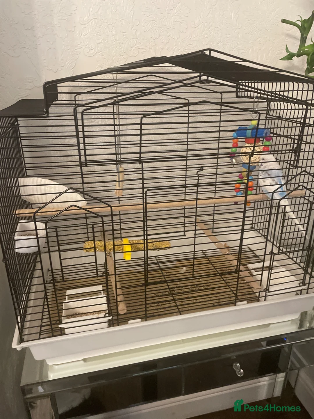 Budgerigars birds for sale: Budgie and cage  - Advert 1