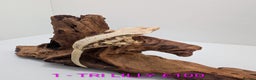 Gecko reptiles for sale: Adult Crested Geckos - Advert 2