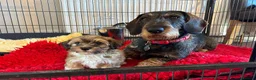 Dachshund dogs for sale: Lovely Wirehaired dachshund puppy for sale  - Advert 7