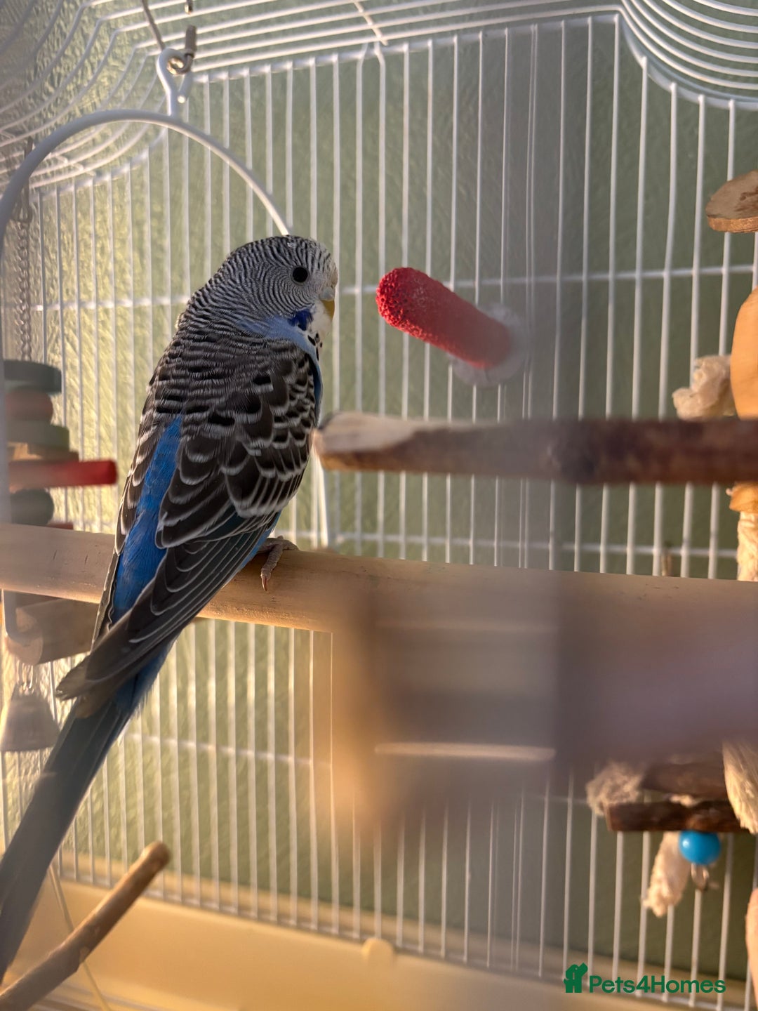 Budgerigars birds for sale: Semi tame budgie with cage - Advert 4