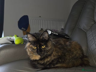 Maine Coon cats - Advert 12