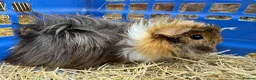 Guinea Pig rodents for sale: Guinea pigs for sale - Advert 7
