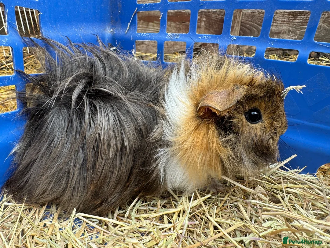 Guinea Pig rodents for sale: Guinea pigs for sale - Advert 7
