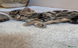 Mixed Breed cats for sale: Kittens for sale - Image 7