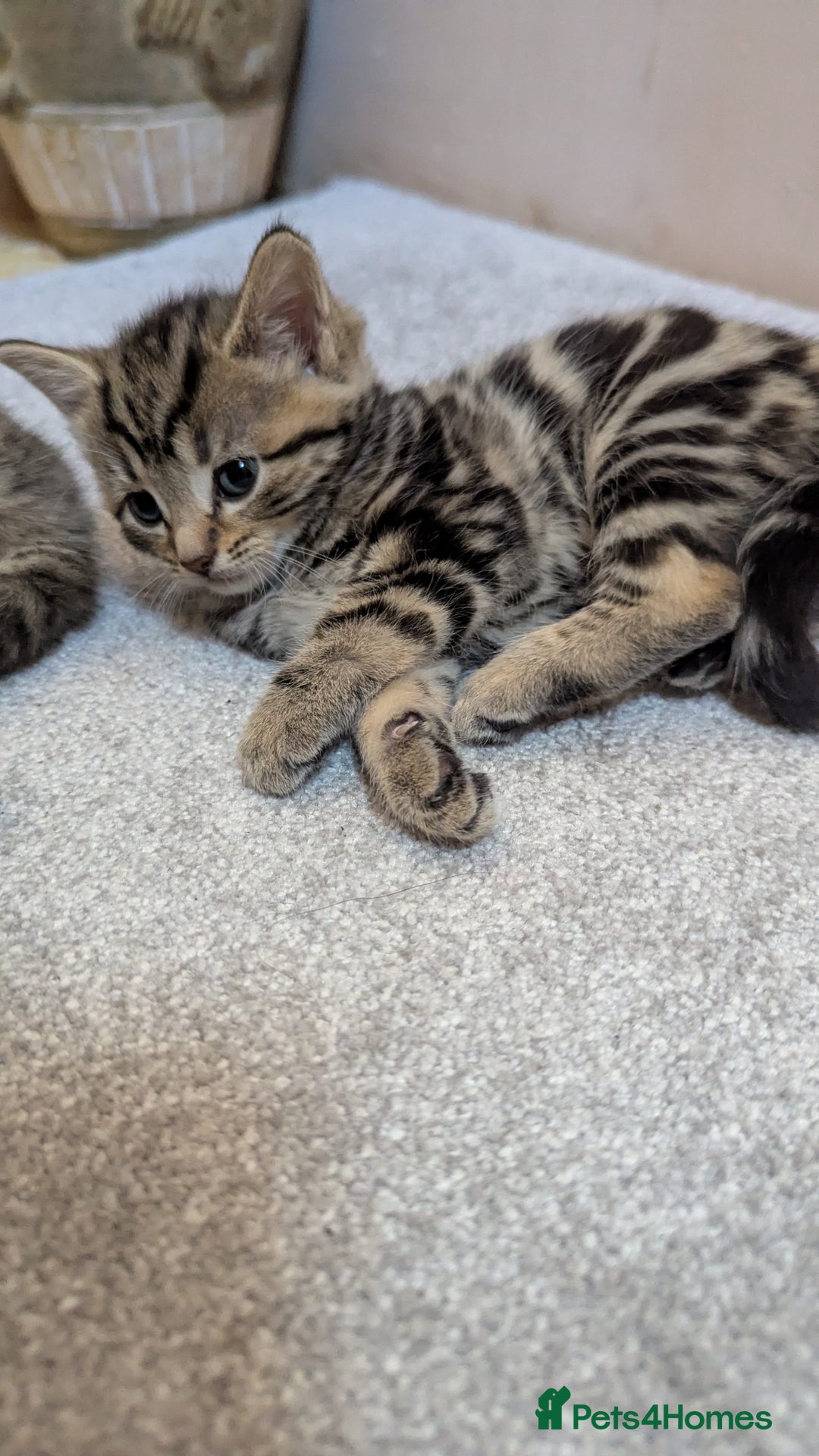 Mixed Breed cats for sale: Kittens for sale - Image 7