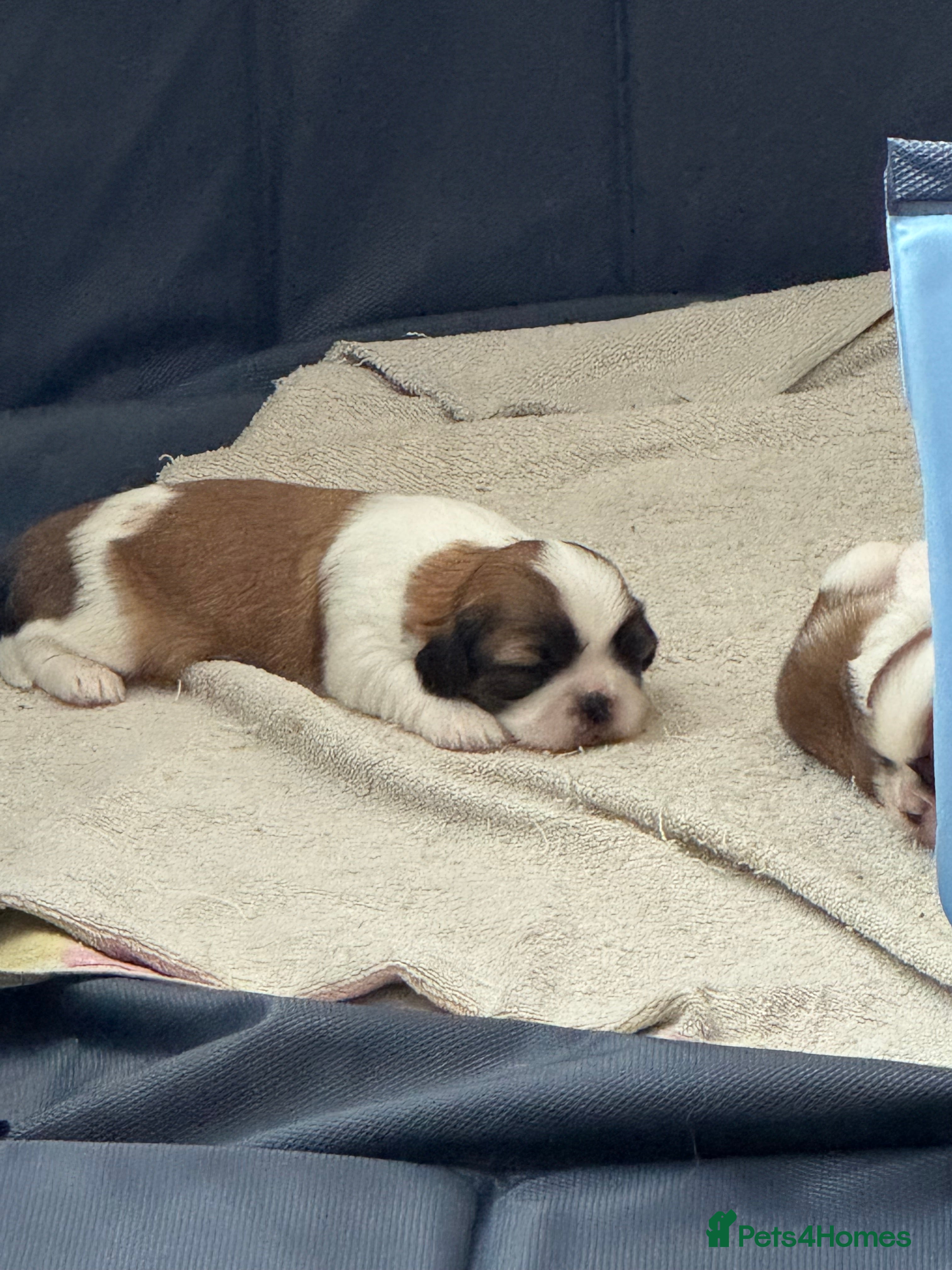 Shih Tzu dogs Beautiful litter of Shih Tzu puppies - Advert 2