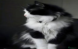Turkish Angora cats for sale: Turkish angora kitten  - Image 15