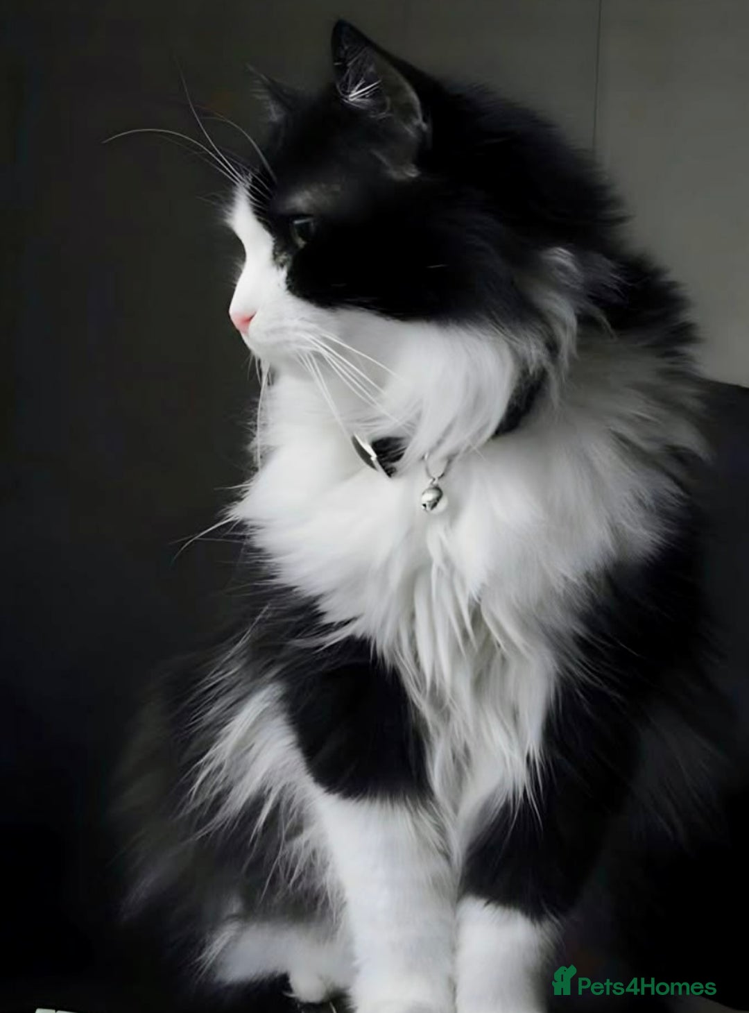 Turkish Angora cats for sale: Turkish angora kitten  - Image 15