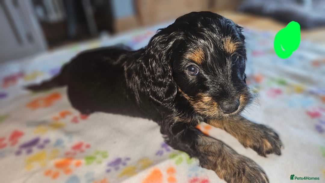 Cockapoo dogs for sale: Cockerpoo  - Image 11