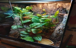 Gecko reptiles for sale: 2 x Female Tokay geckos and individual set ups - Image 15