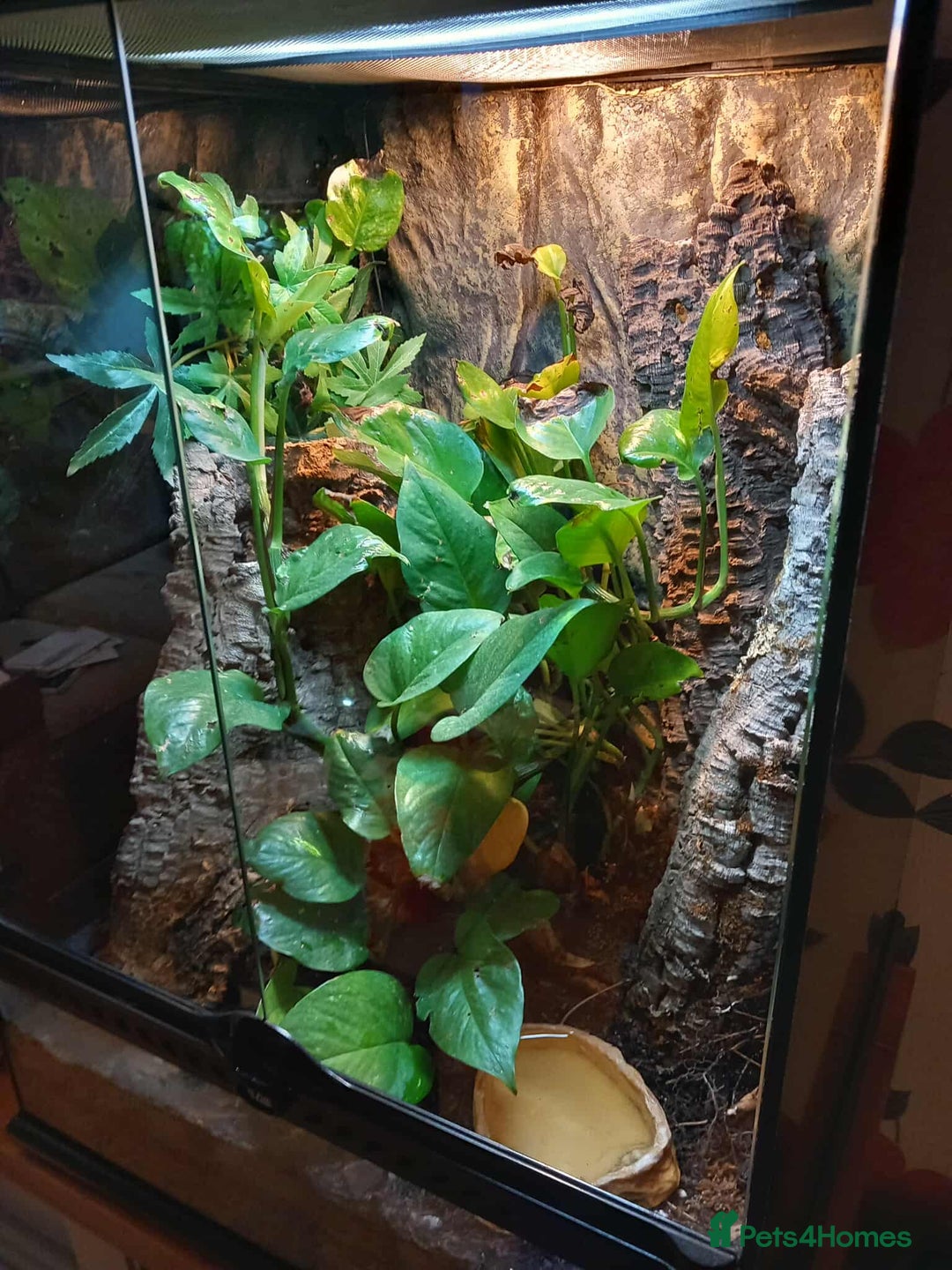 Gecko reptiles for sale: 2 x Female Tokay geckos and individual set ups - Image 15
