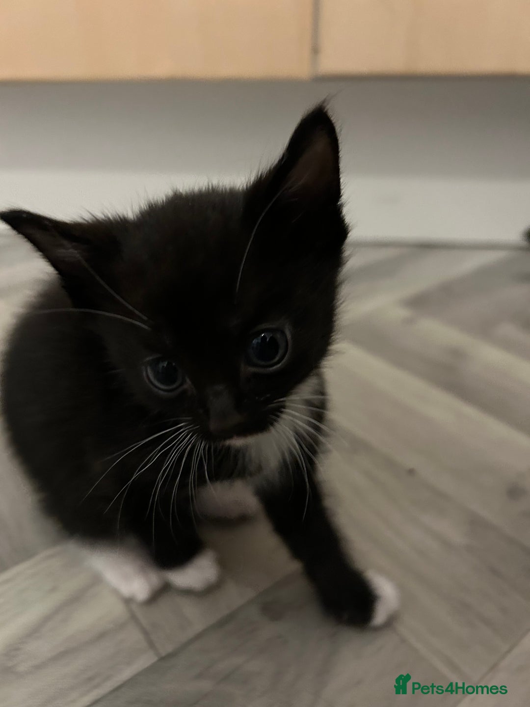 Mixed Breed cats for sale: Tuxedo kittens for sale - Image 5