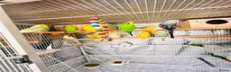 Budgerigars birds for sale: 14 Breeding Budgies, Cage, Food, Toys & Nest Boxes - Advert 13