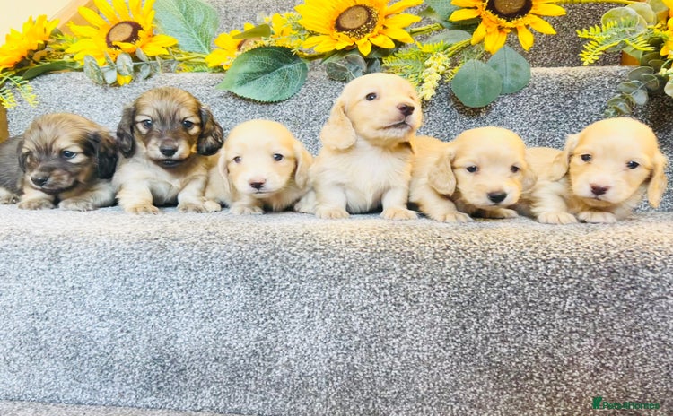 Miniature Dachshund dogs - Advert 1