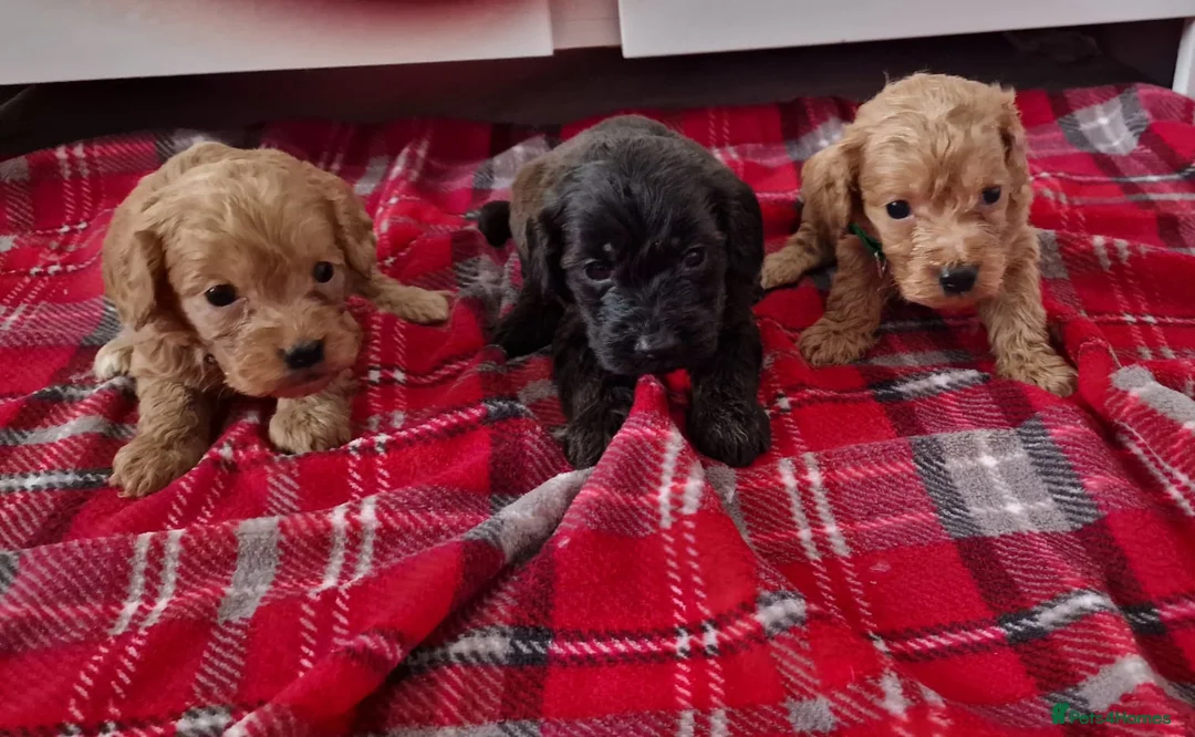Cockapoo dogs for sale: Reduced £800 1 remaining female cockapoo Puppy  - Advert 3