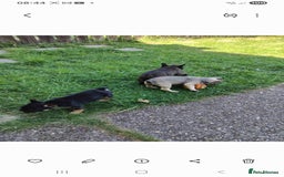 French Bulldog dogs for sale: French bulldog  - Image 3