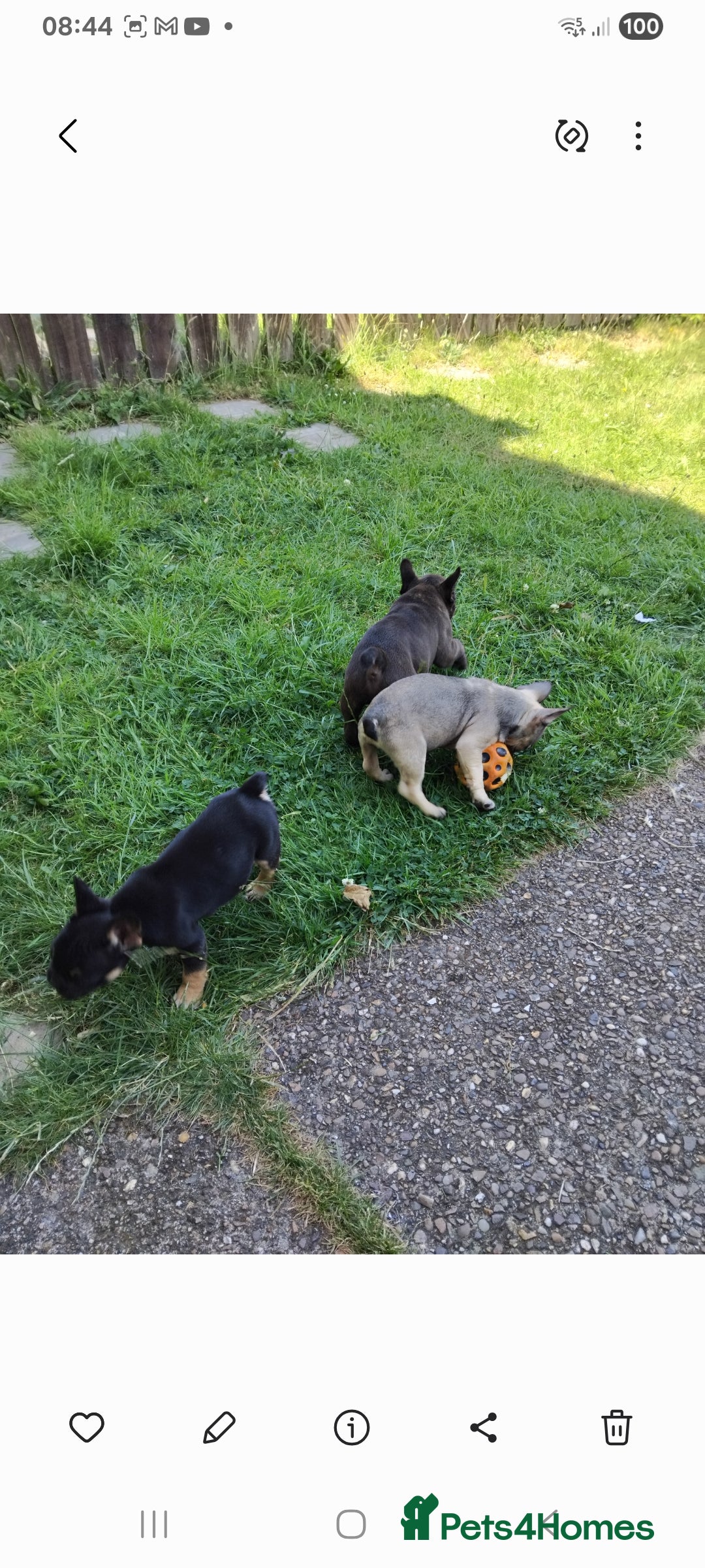 French Bulldog dogs for sale: French bulldog  - Image 3