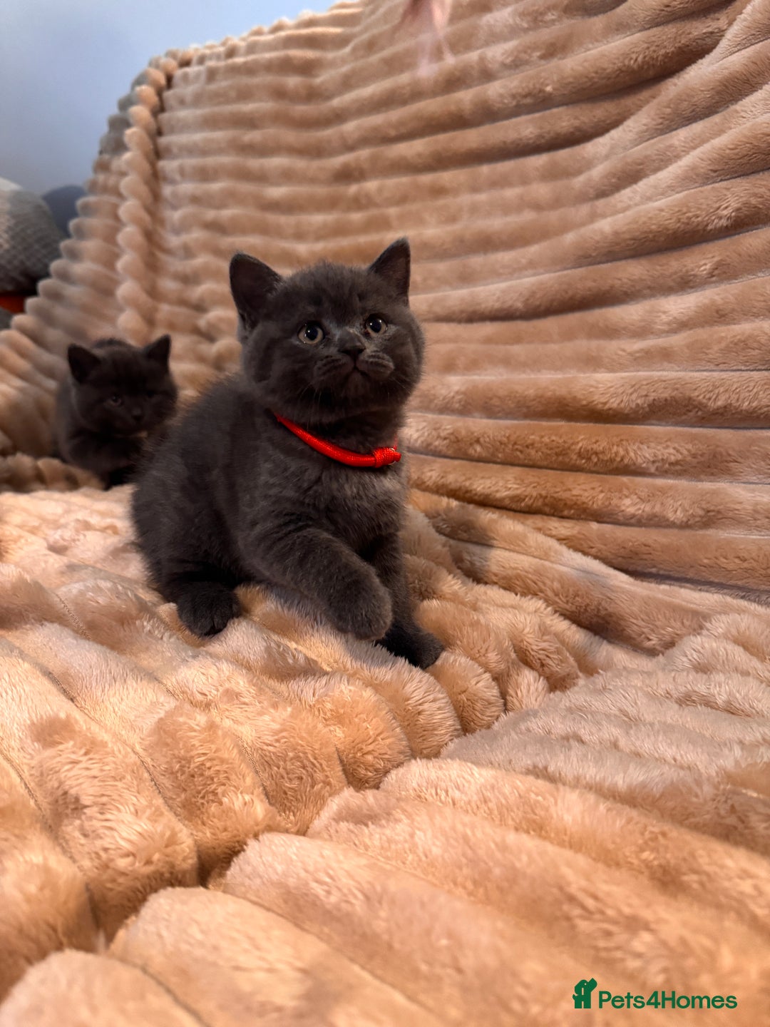 British Shorthair cats for sale: 7 lovely BSH😍 - Advert 14