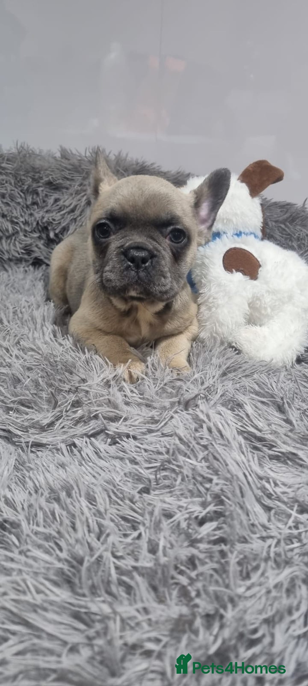 French Bulldog dogs for sale: 1 GORGEOUS FRENCHIE - Advert 9