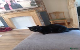 Domestic Shorthair cats for sale: Fluffy kittens  - Image 10