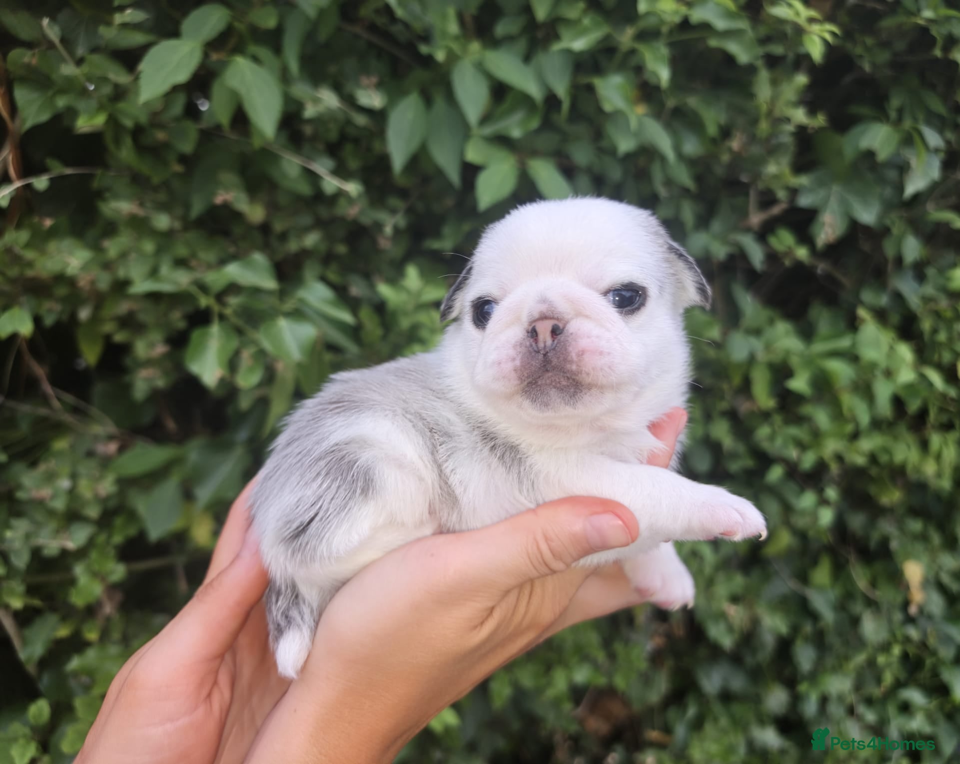 Pug dogs Royal Blue Litter - Exclusive Showline  - Advert 1