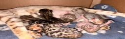 Bengal cats for sale: Bengal kittens - Advert 1