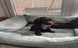 Cocker Spaniel dogs for sale: Show cocker spaniels  - Image 27