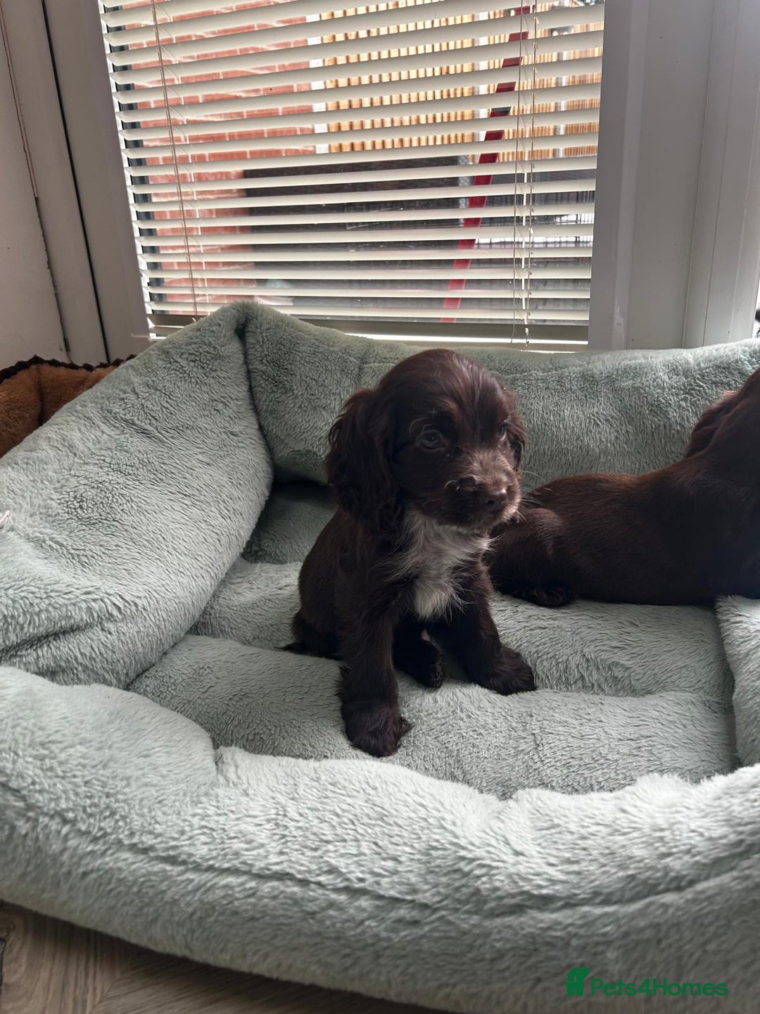 Cocker Spaniel dogs for sale: Show cocker spaniels  - Image 27