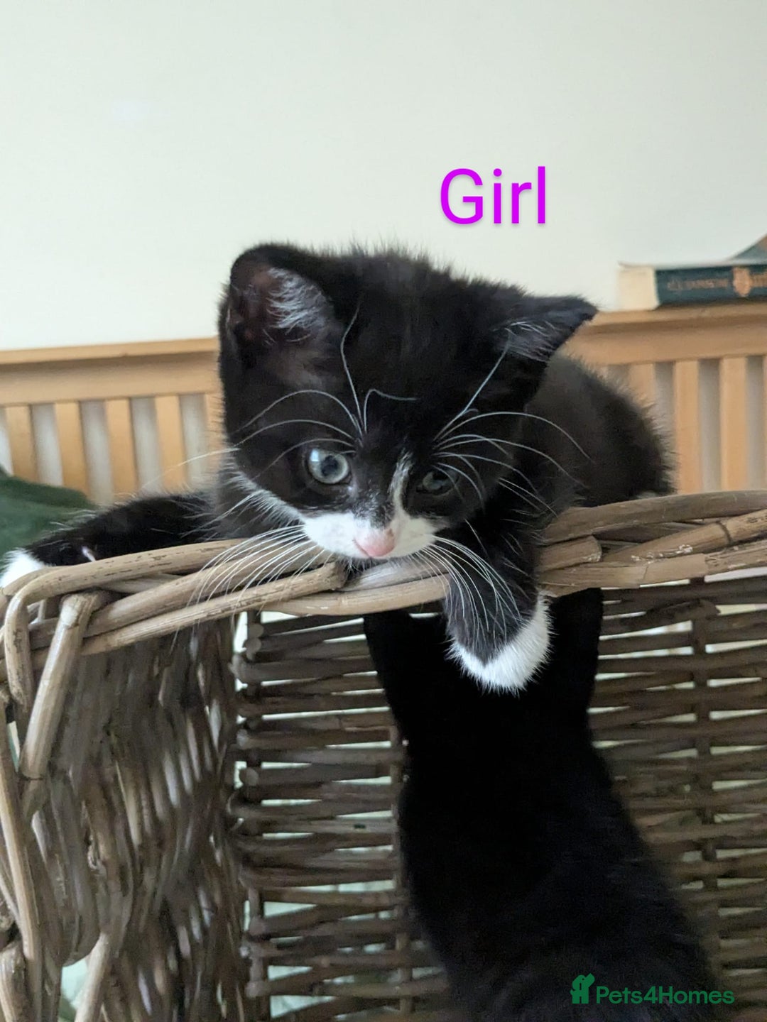 Mixed Breed cats for sale: Kittens for sale - Image 3