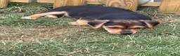 Mixed Breed dogs for sale: Chiweenie pups  - Advert 6