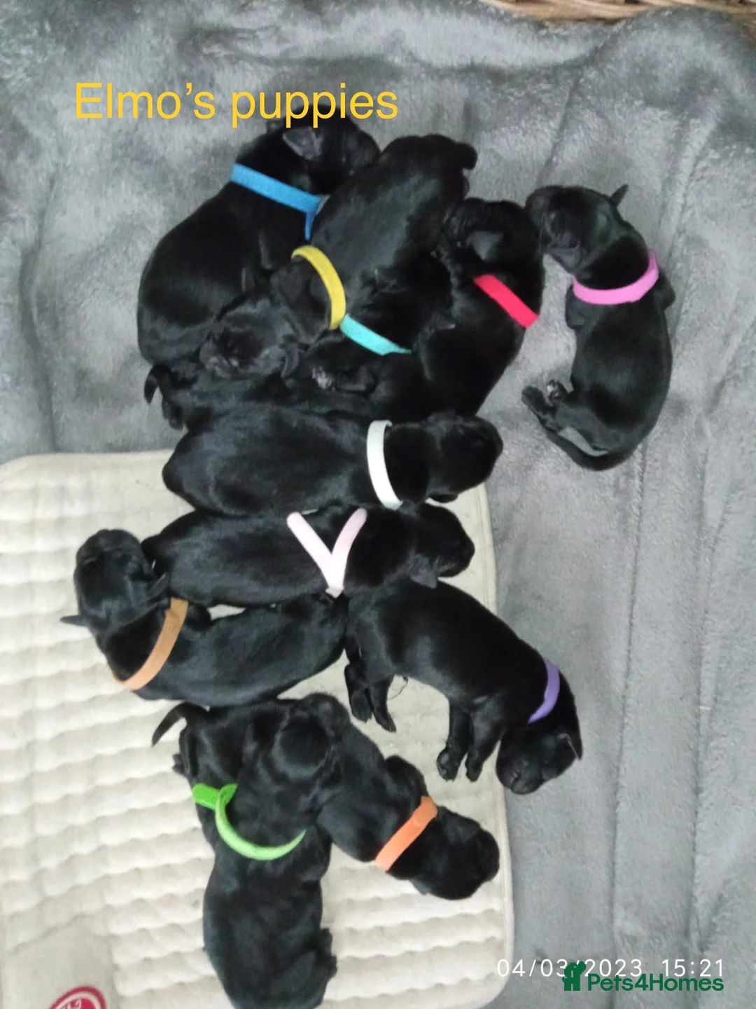 Labrador Retriever dogs for stud: Beautiful stud Fox red Labrador in Faversham - Advert 5