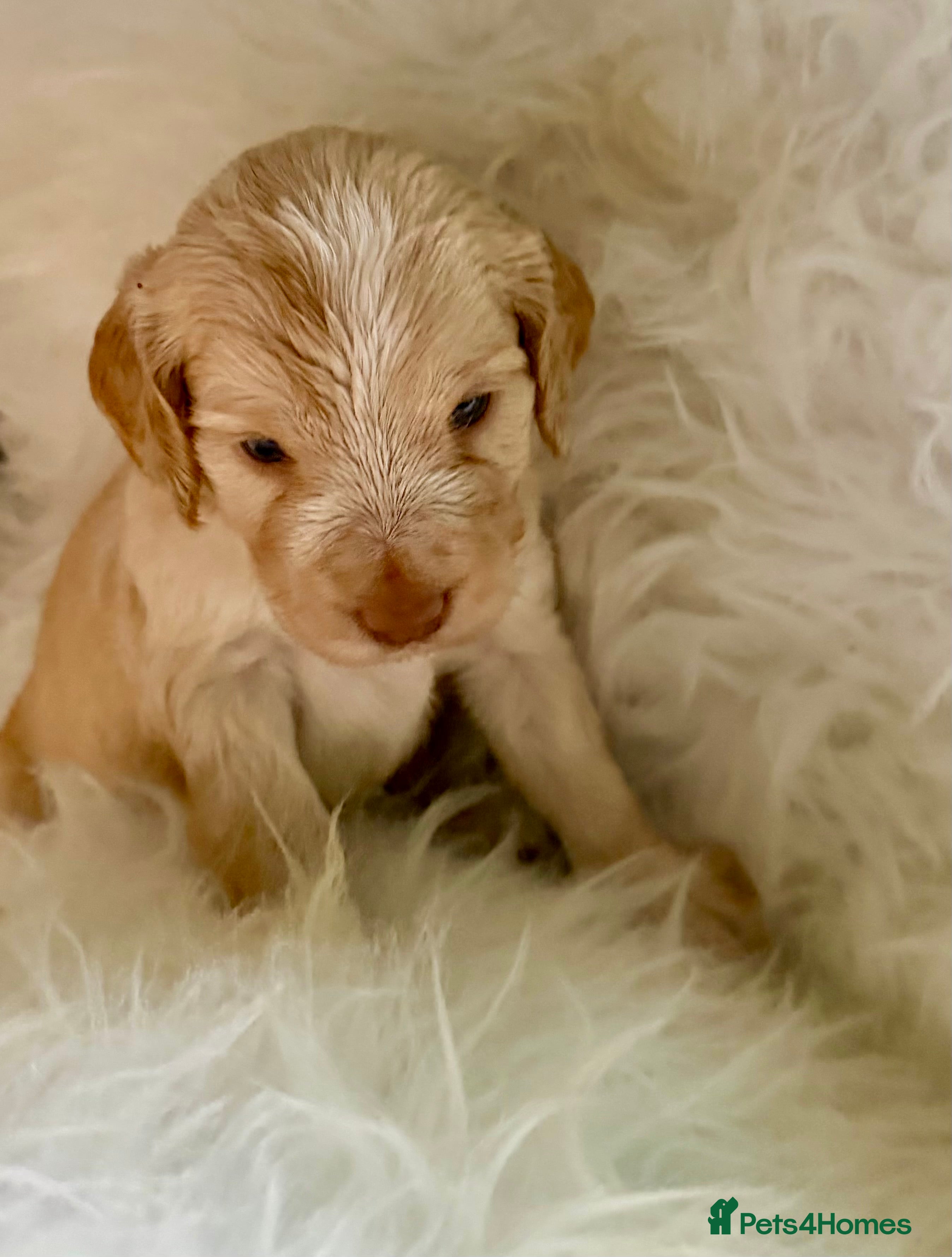 Cockapoo dogs JUST 1 REMAINING BOY- RARE CREAM AND TAN COCKAPOO  - Advert 11