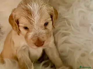 Cockapoo dogs JUST 1 REMAINING BOY- RARE CREAM AND TAN COCKAPOO - Advert 11