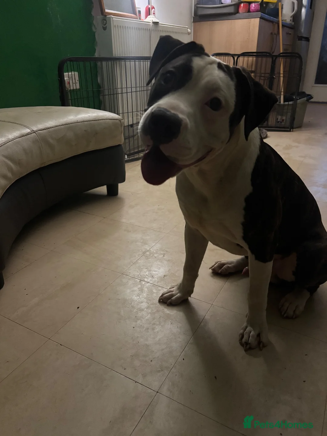 Mixed Breed dogs for sale: Spot is looking for his forever home - Advert 1