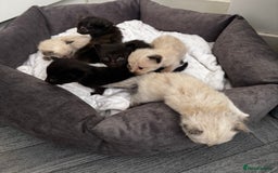 Mixed Breed cats for sale: Ragdoll mix kittens ready for new homes🤍 - Image 2