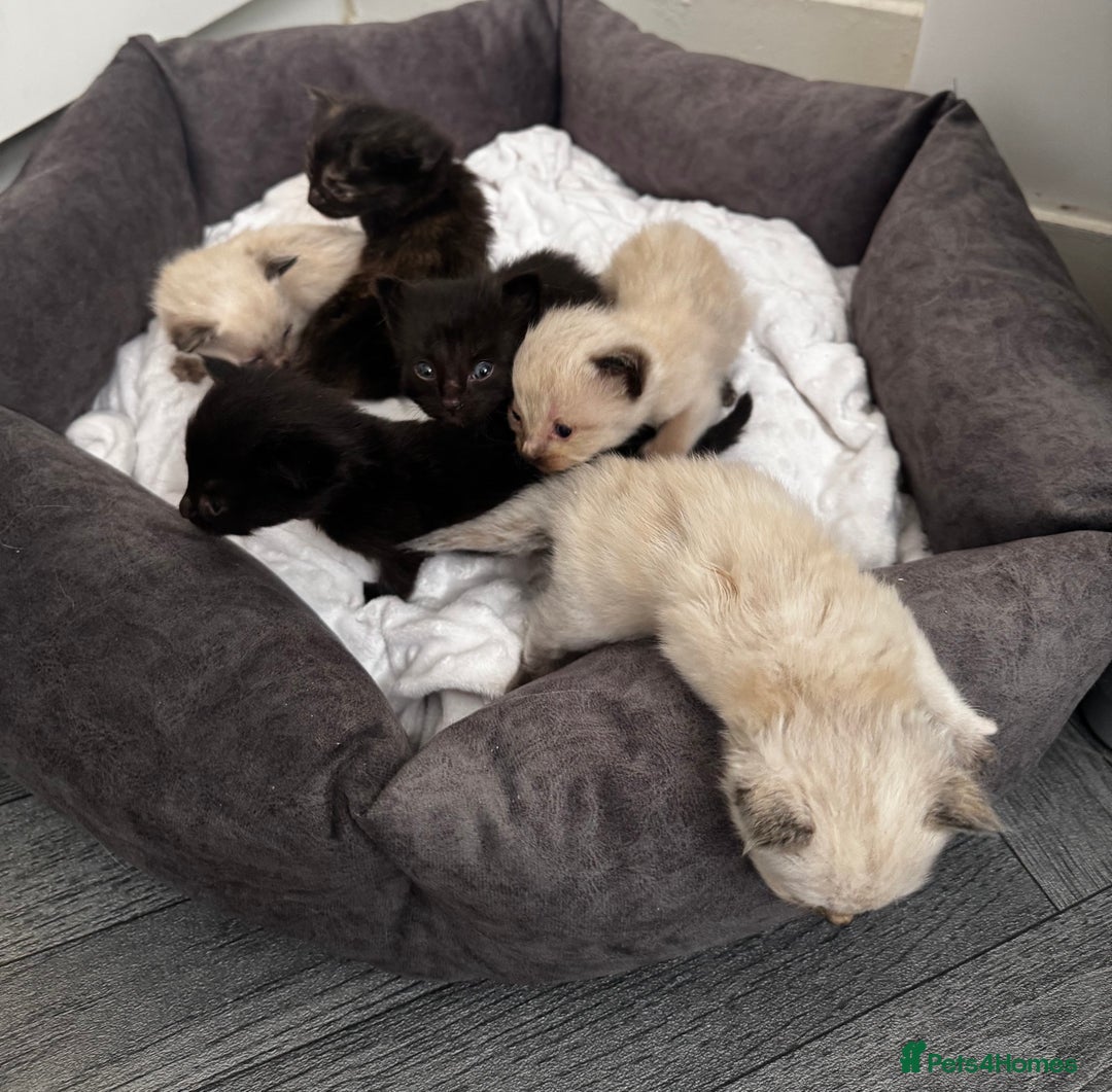Mixed Breed cats for sale: Ragdoll mix kittens ready for new homes🤍 - Image 2