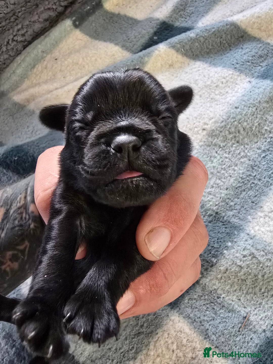 Mixed Breed dogs for sale: Pugapoo - Image 2