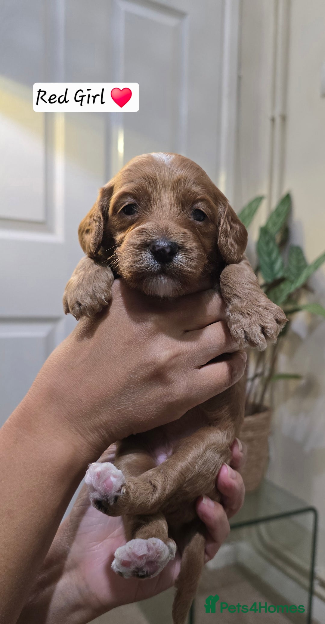 Cockapoo dogs for sale: Cockapoo Puppies Extensive Health Tested - Image 13