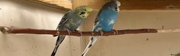 Budgerigars birds for sale: 2 budgies with medium cage, and accessories  - Advert 3
