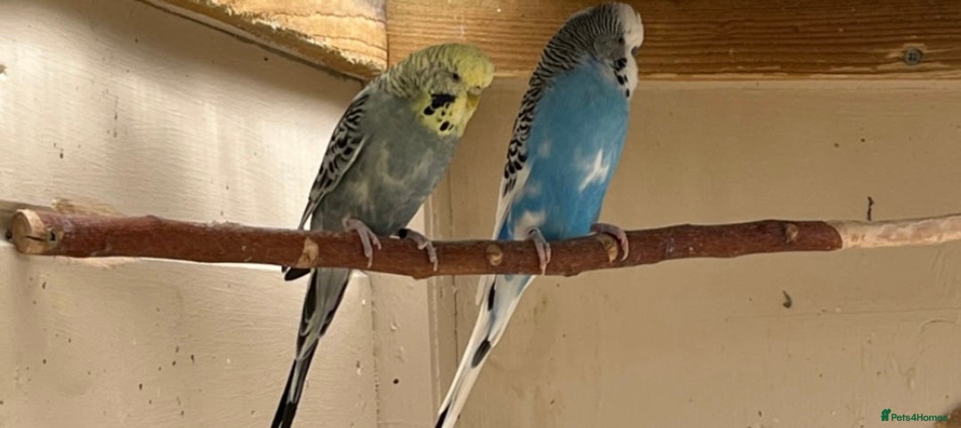 Budgerigars birds for sale: 2 budgies with medium cage, and accessories  - Advert 3