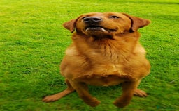 Labrador Retriever dogs for stud: Fox Red Stud Dog, Kennel Club Registered in Chelmsford - Image 11