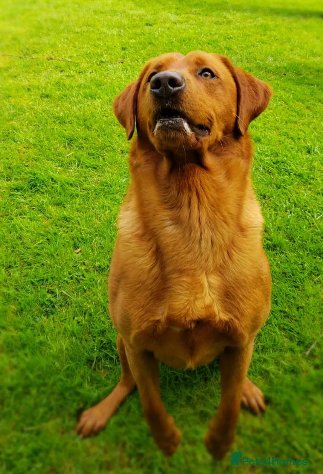 Labrador Retriever dogs for stud: Fox Red Stud Dog, Kennel Club Registered in Chelmsford - Advert 12