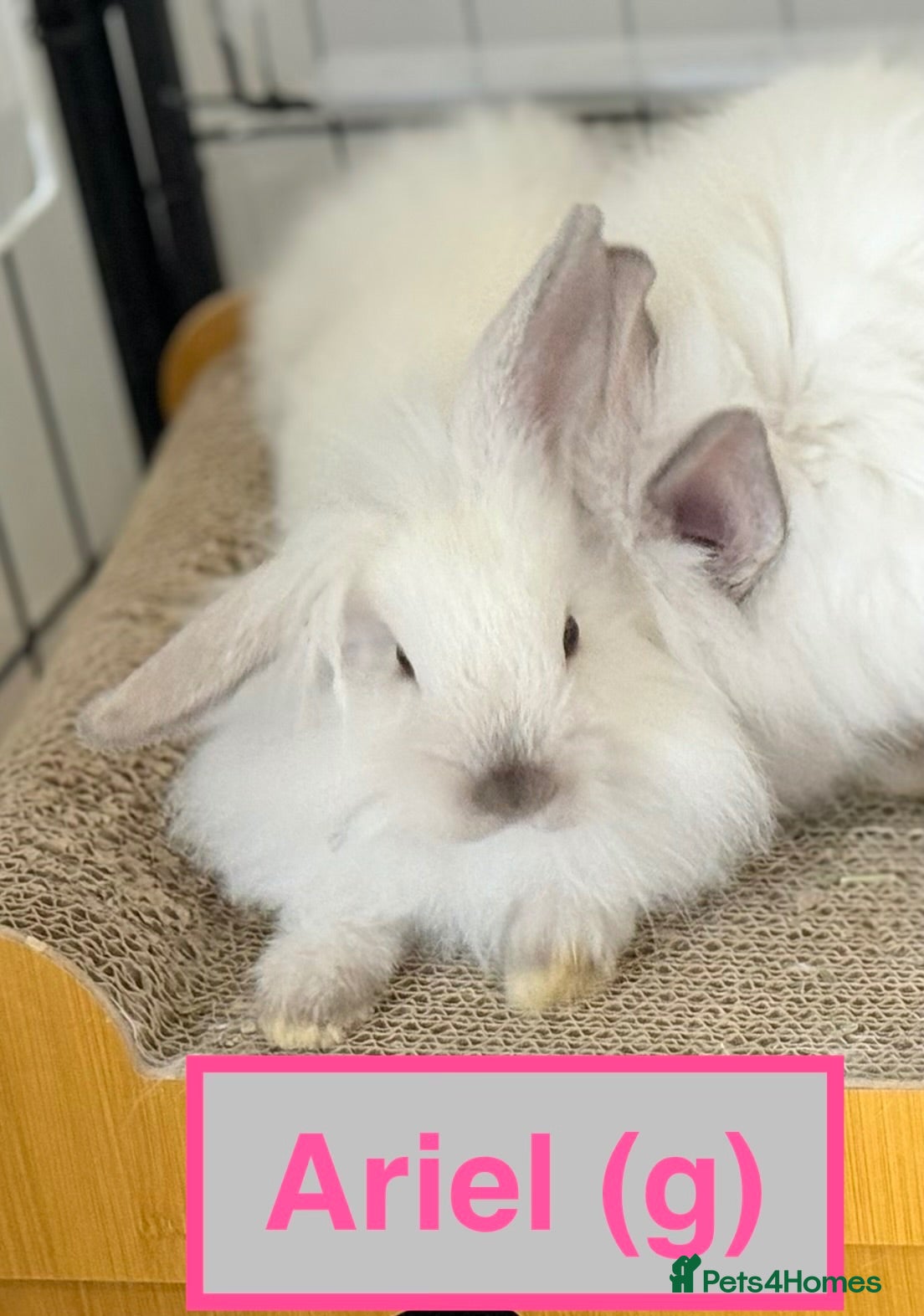 Lionhead rabbits Double Maned Lionheads Babies - Advert 4