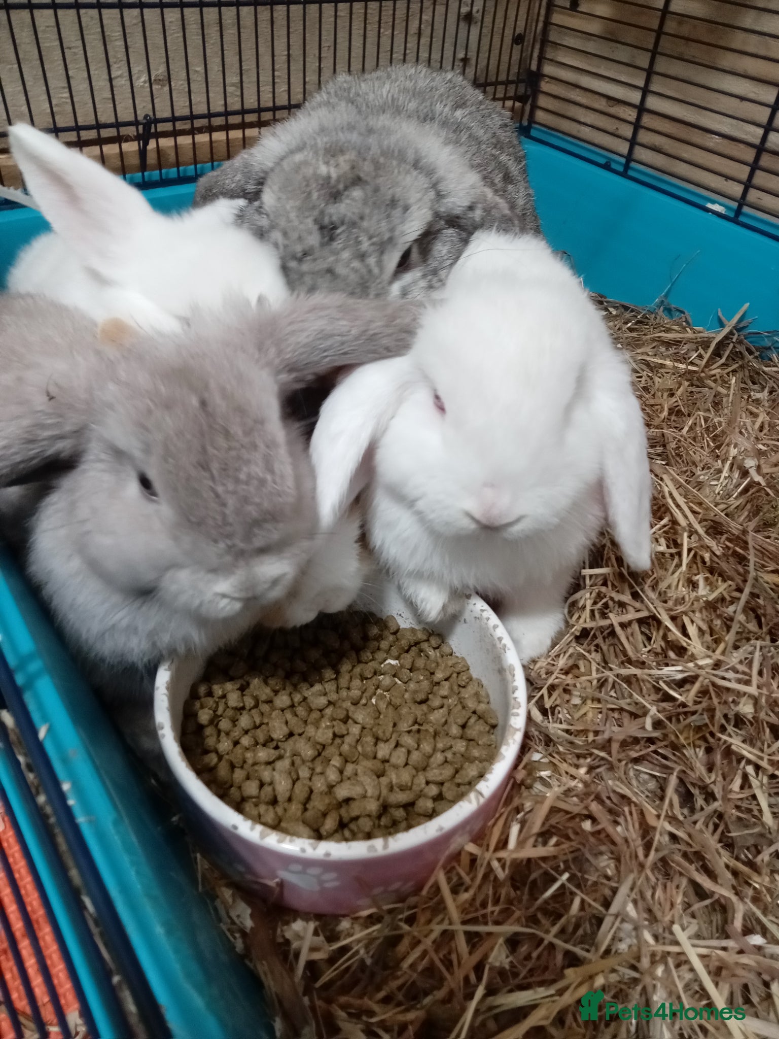 Mini Lop rabbits Pure bread mini lops  - Advert 17