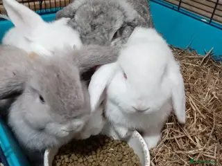 Mini Lop rabbits Pure bread mini lops - Advert 17
